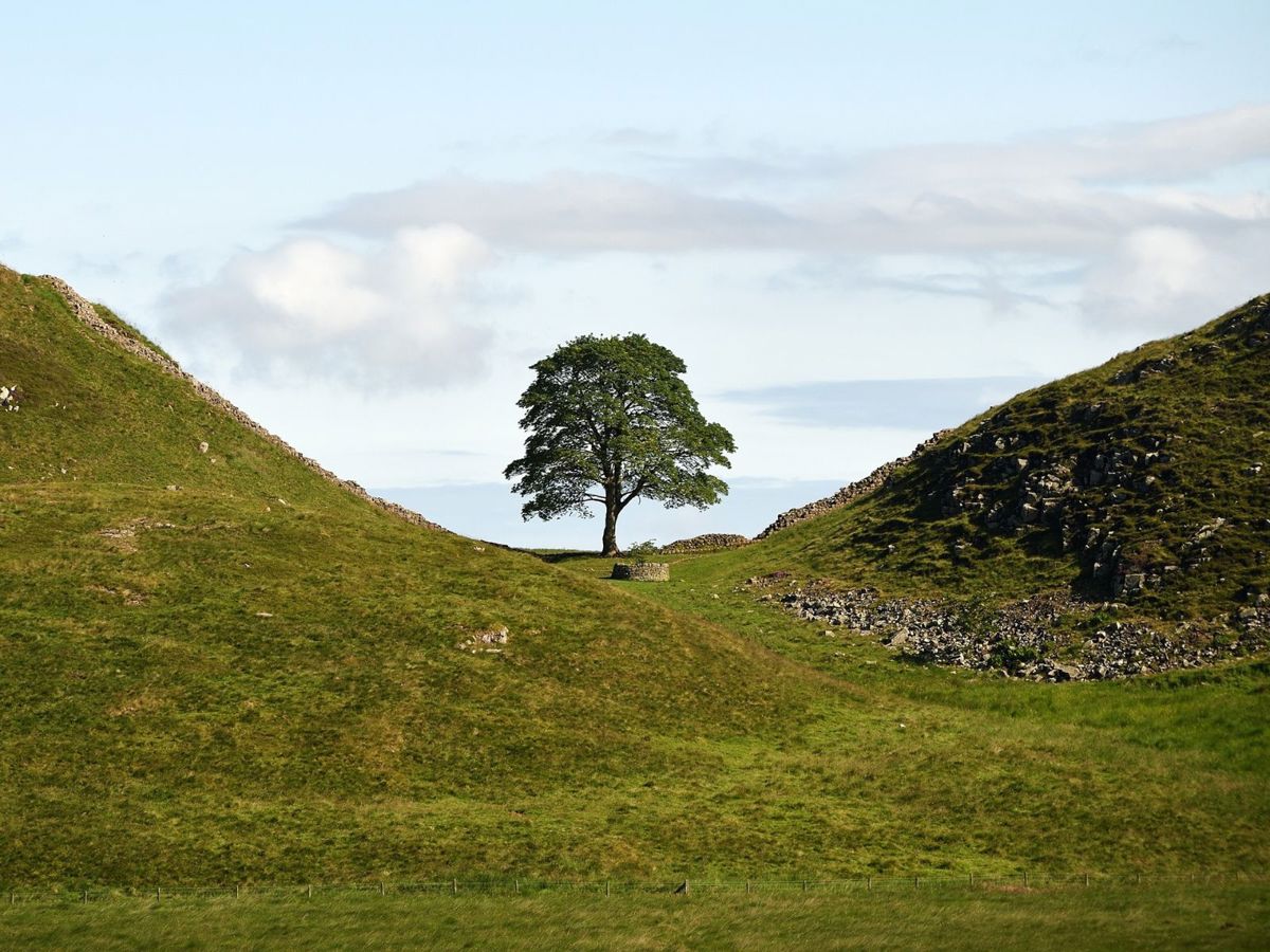 BEFORE The Illegal Felling The Sycamore Gap Tree On Hadrian's Wall In Northumberland ©National Trust Images John Millar