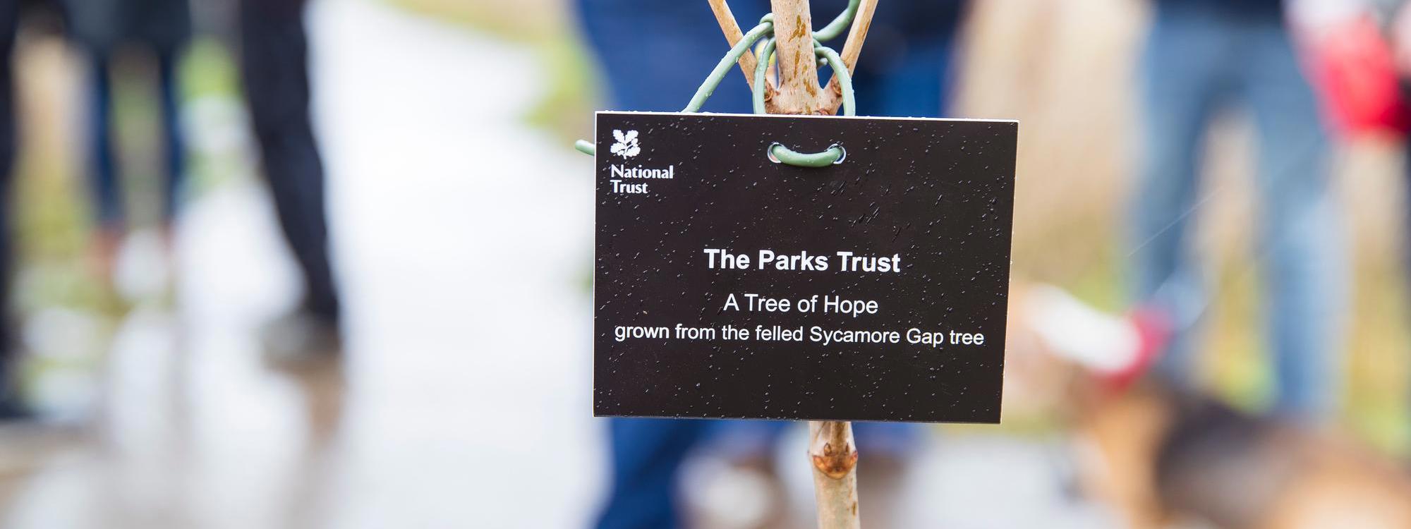 Sapling with Tree of Hope label on