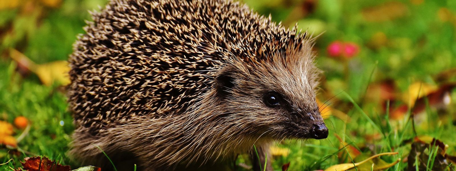 Hedgehogs | The Parks Trust