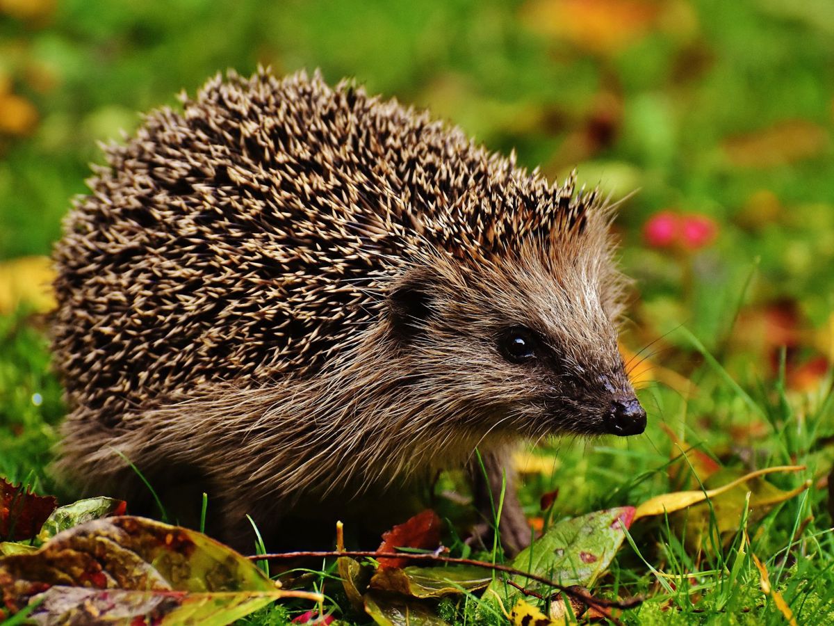 Hedgehog in parkland 