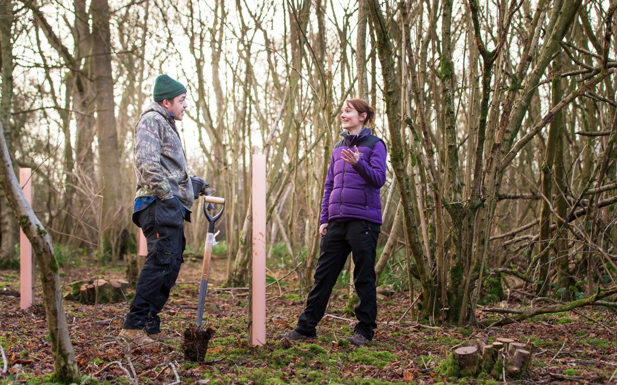People talking whilst planting trees in ancient woodland in Milton Keynes
