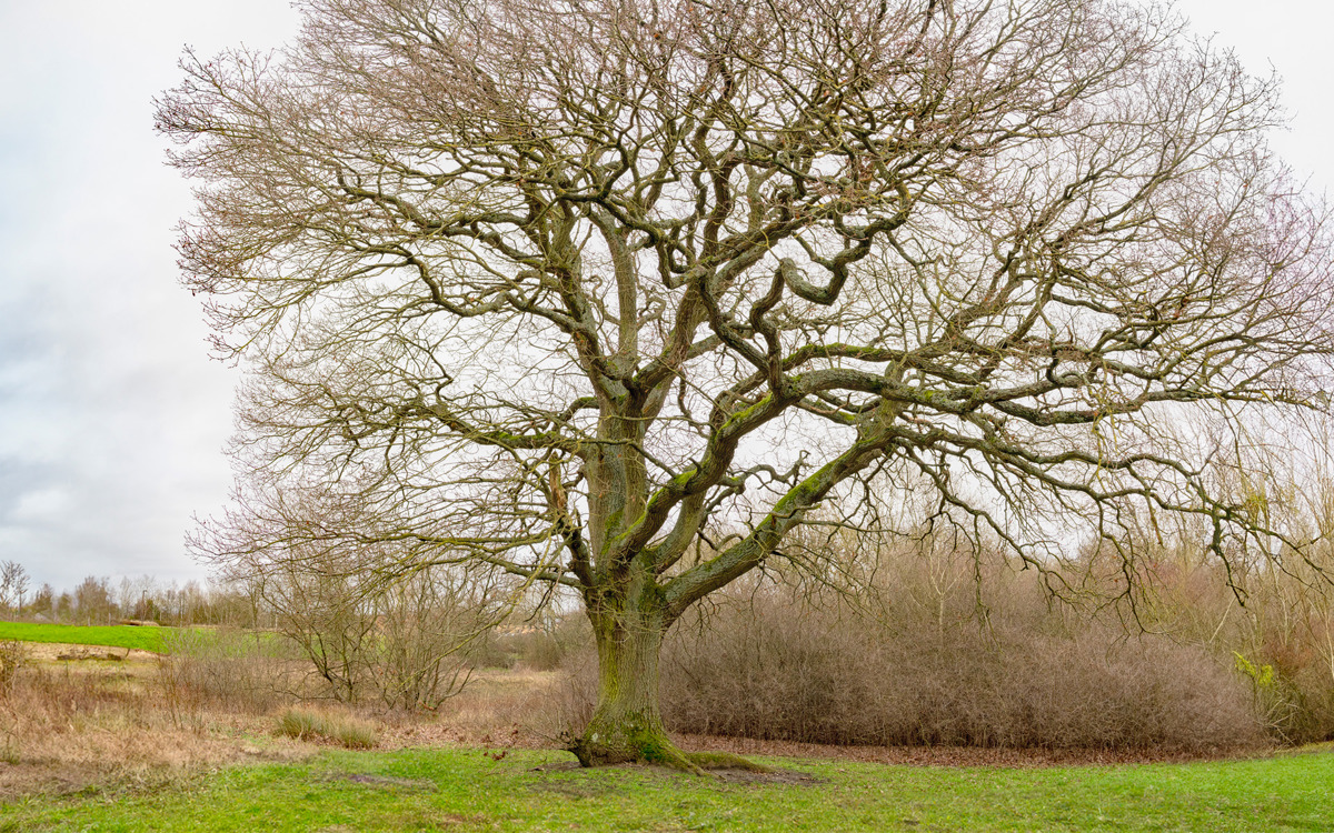Large oak tree.