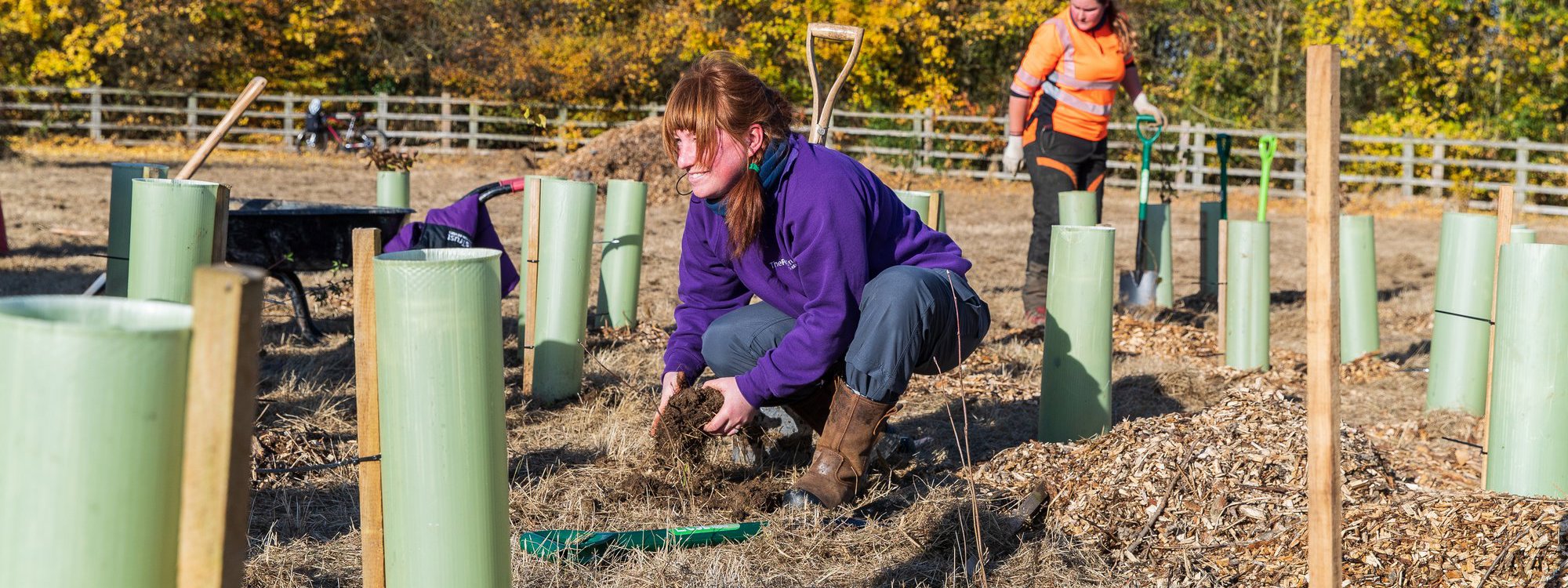 Parks Trust team member in purple uniform planting a tree