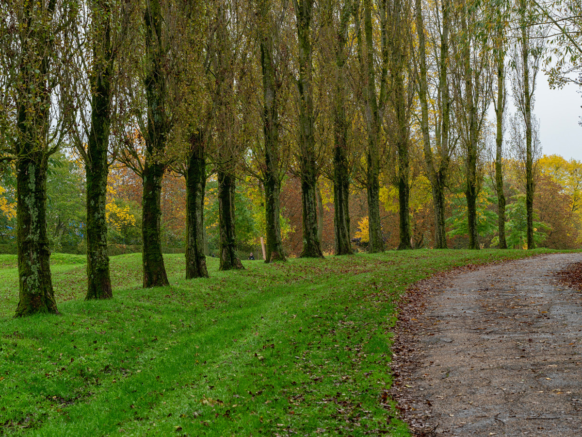 A line of trees adjacent to a footpath at the Canal Broadwalk.