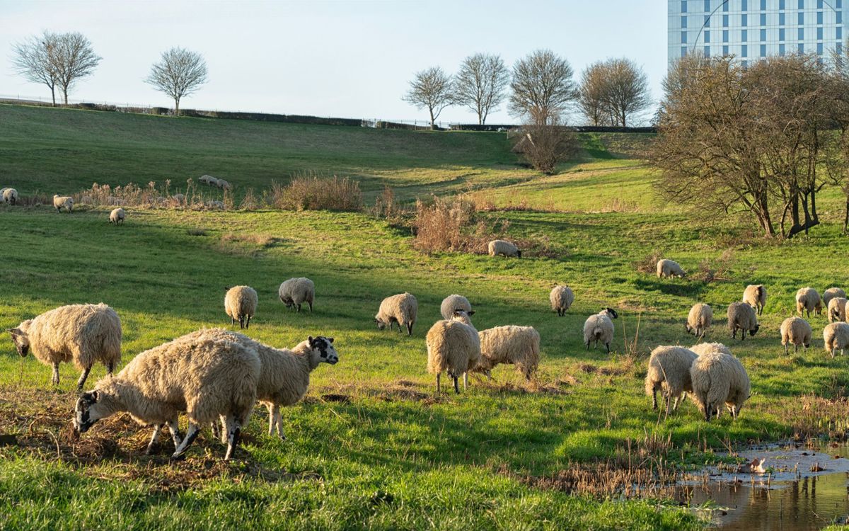 Sheep grazing near Hotel La Tour in Campbell Park