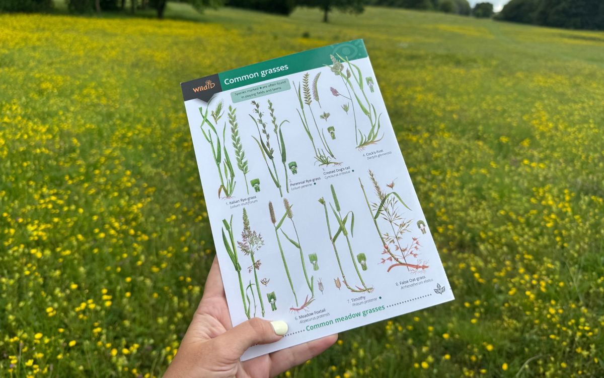 Hand holding wildflower ID booklet in front of meadow