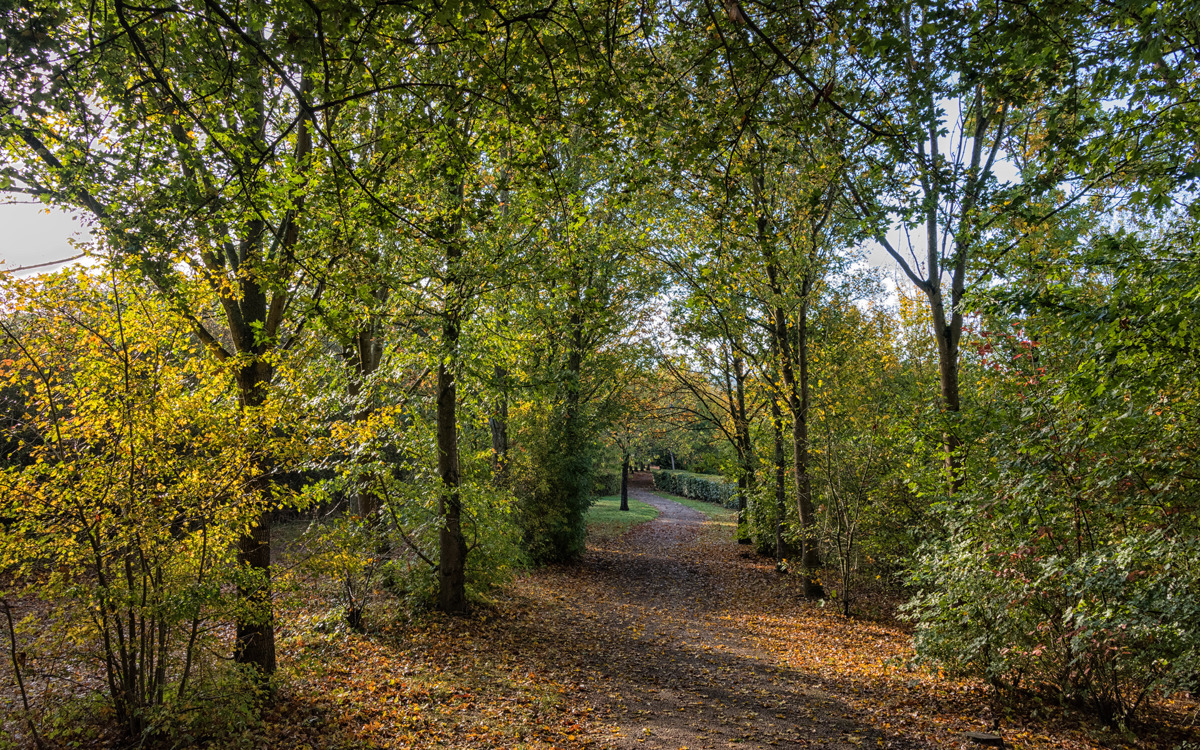 Leafy path beneath trees at Caldecotte Brook.