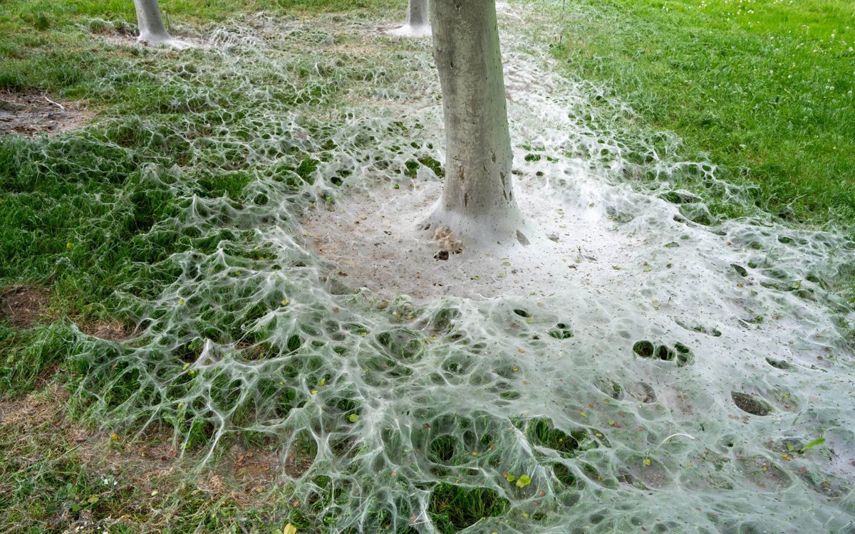 Tree trunk with large white web from caterpillars