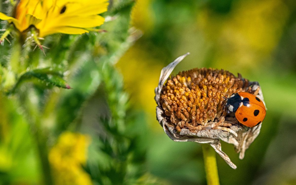 Lady bird on flower
