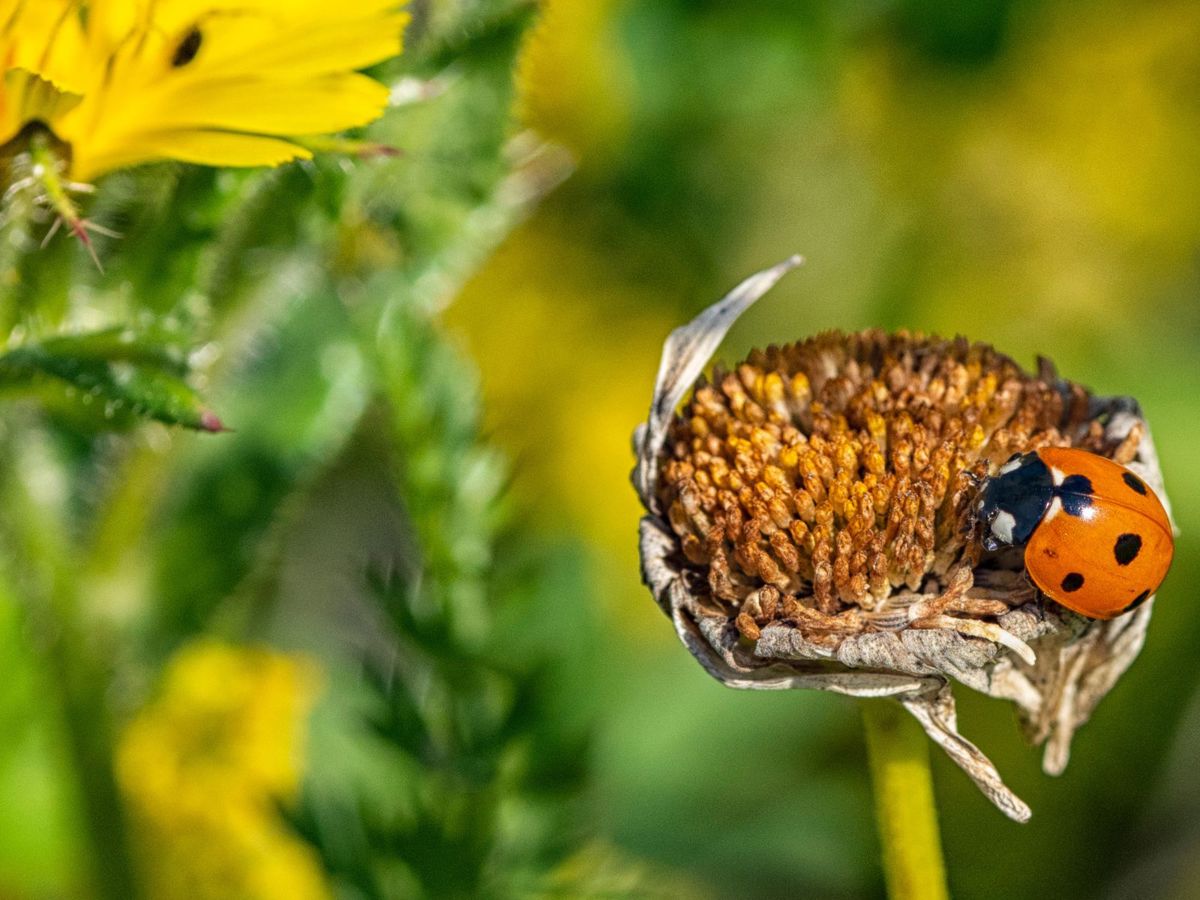 Lady bird on flower