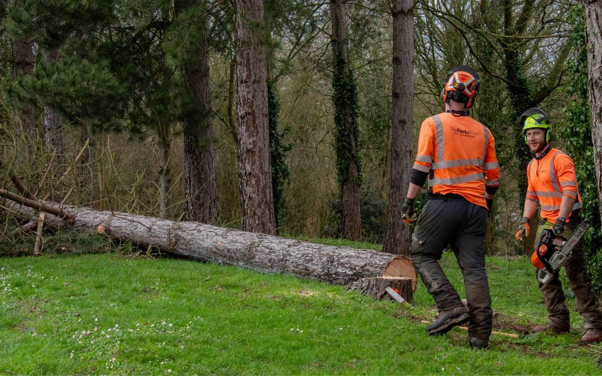 Parks Trust team members carrying out tree thinning