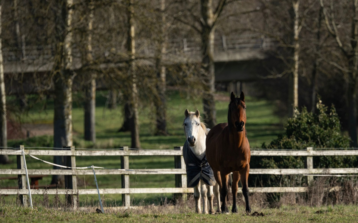 One bay and one white horse standing close together in paddock