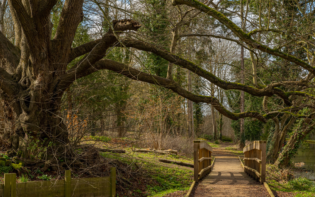 Large tree and timber bridge at Great Linford Manor Park.