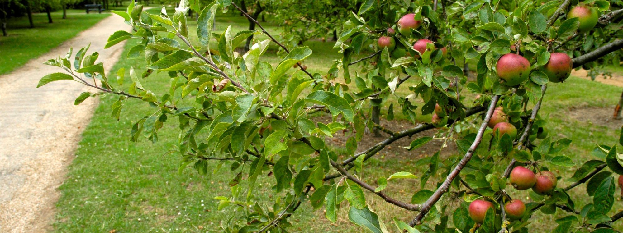 Apples growing on a tree at Woughton on the Green community orchard.