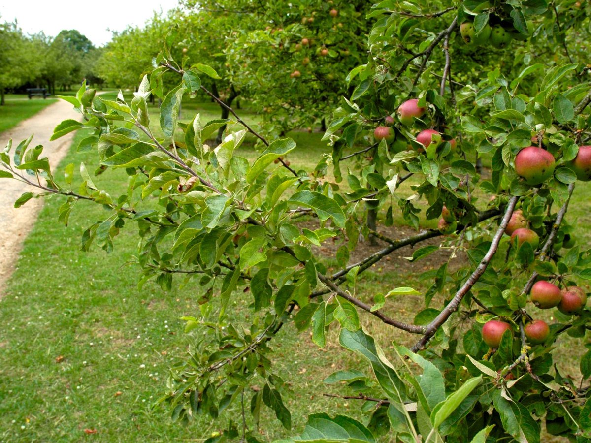 Apples growing on a tree at Woughton on the Green community orchard.