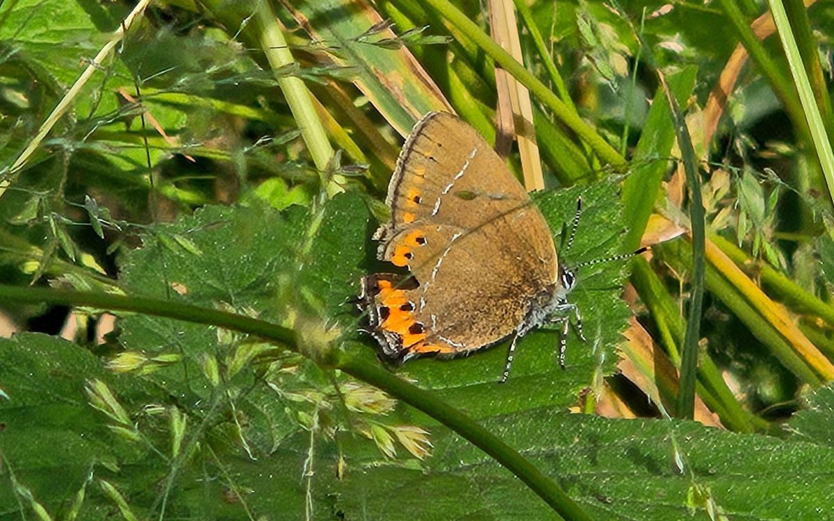 Black hairstreak butterfly resting on leaf