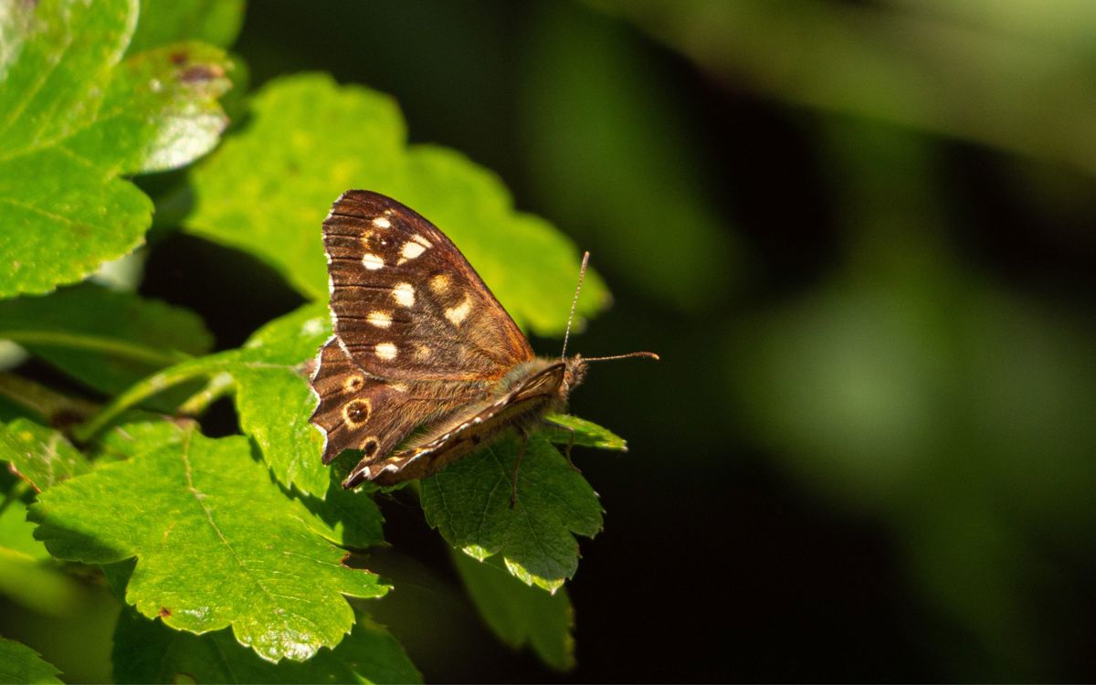 Moth resting on a leaf in the parks