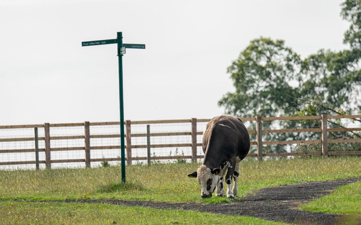 Footpath signpost next to cow eating grass