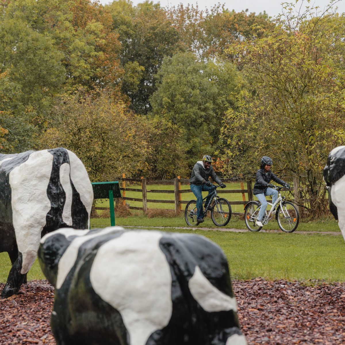 People cycling past concrete cow sculptures