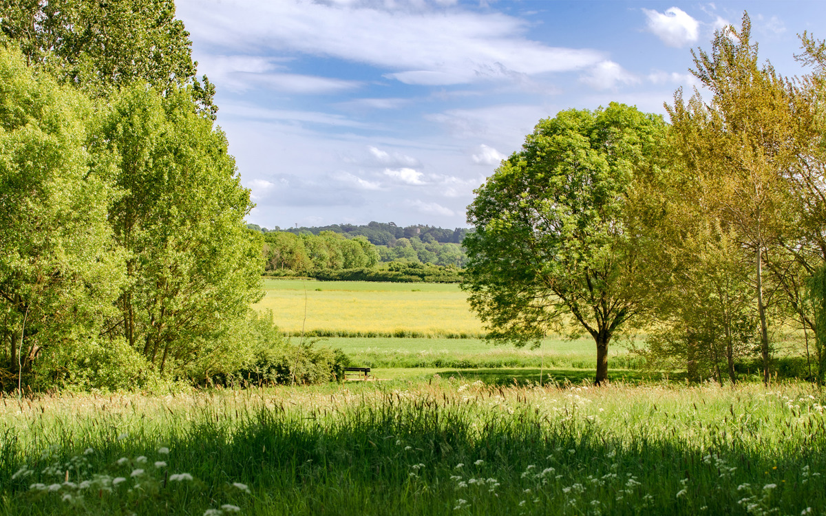 View of hills and grass with trees.