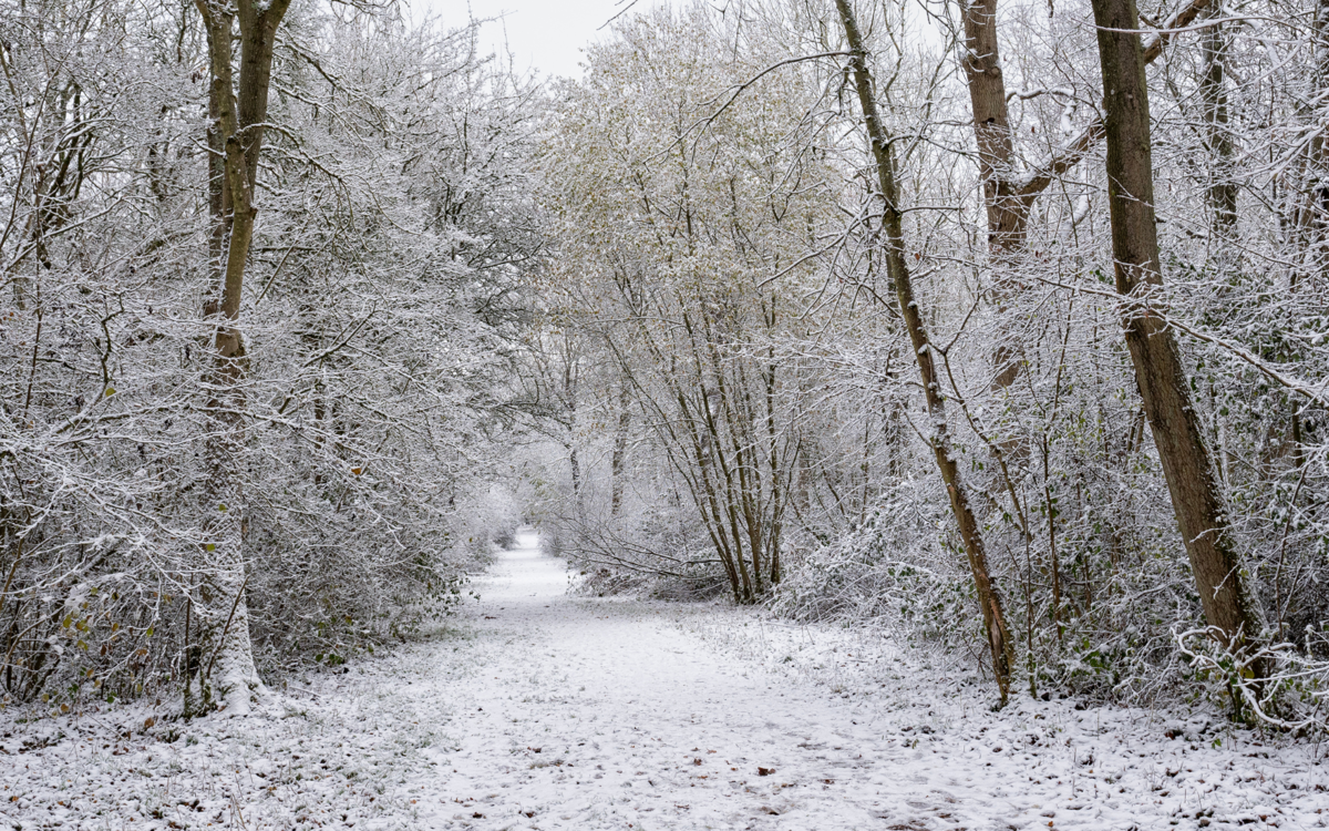 A snowy woodland ride. There trees create a tunnel along the pathway, which is covered in snow. There is also snow on the bare branches and tree trunks.