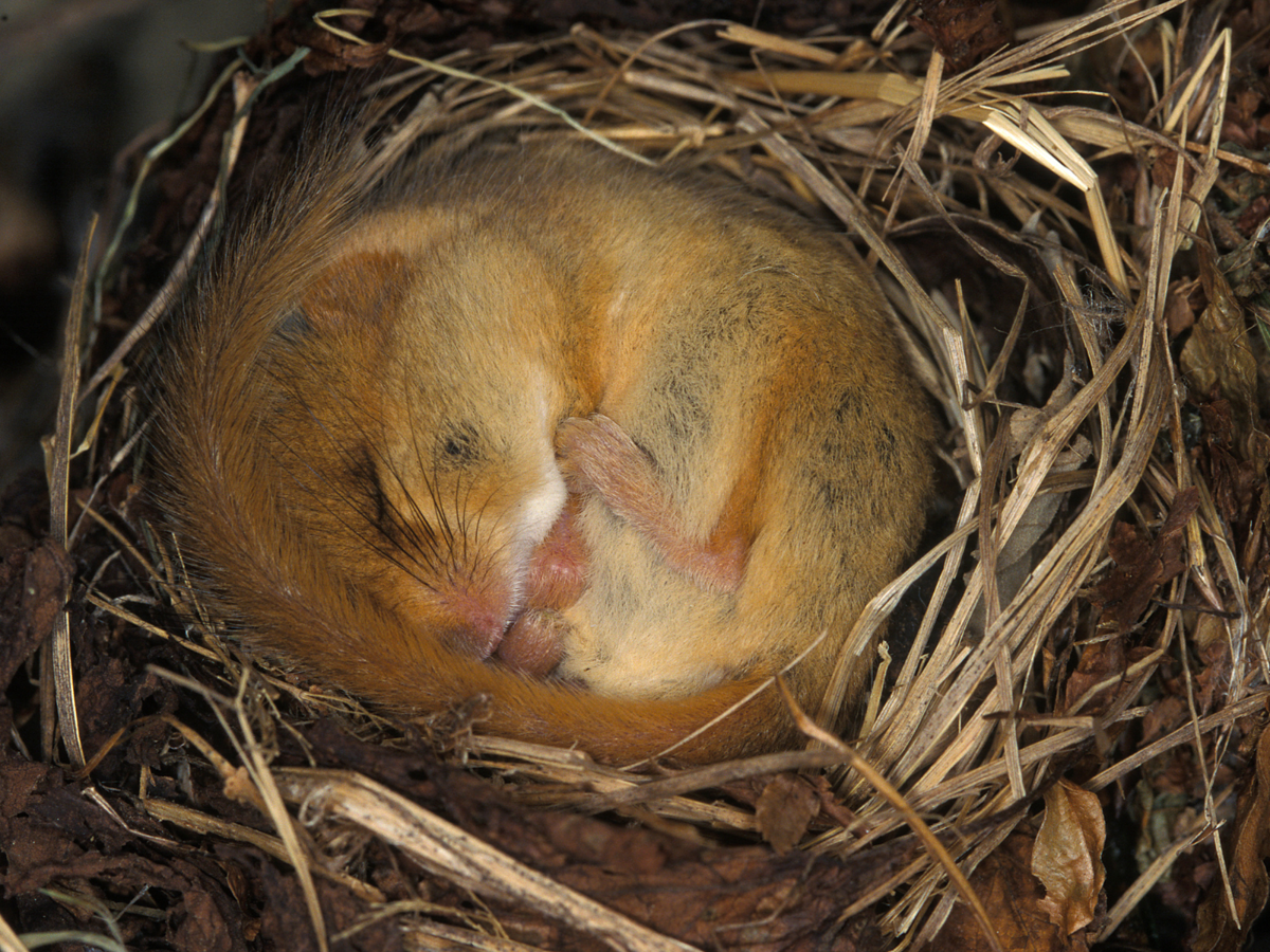 A light brown dormouse is curled up in a grassy nest. Its tail is covering the top of its head.