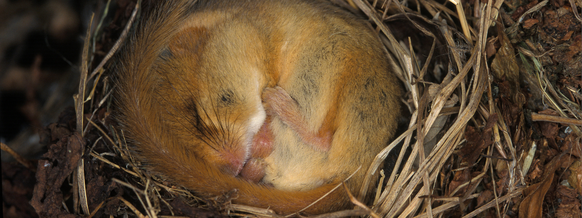 A light brown dormouse is curled up in a grassy nest. Its tail is covering the top of its head.