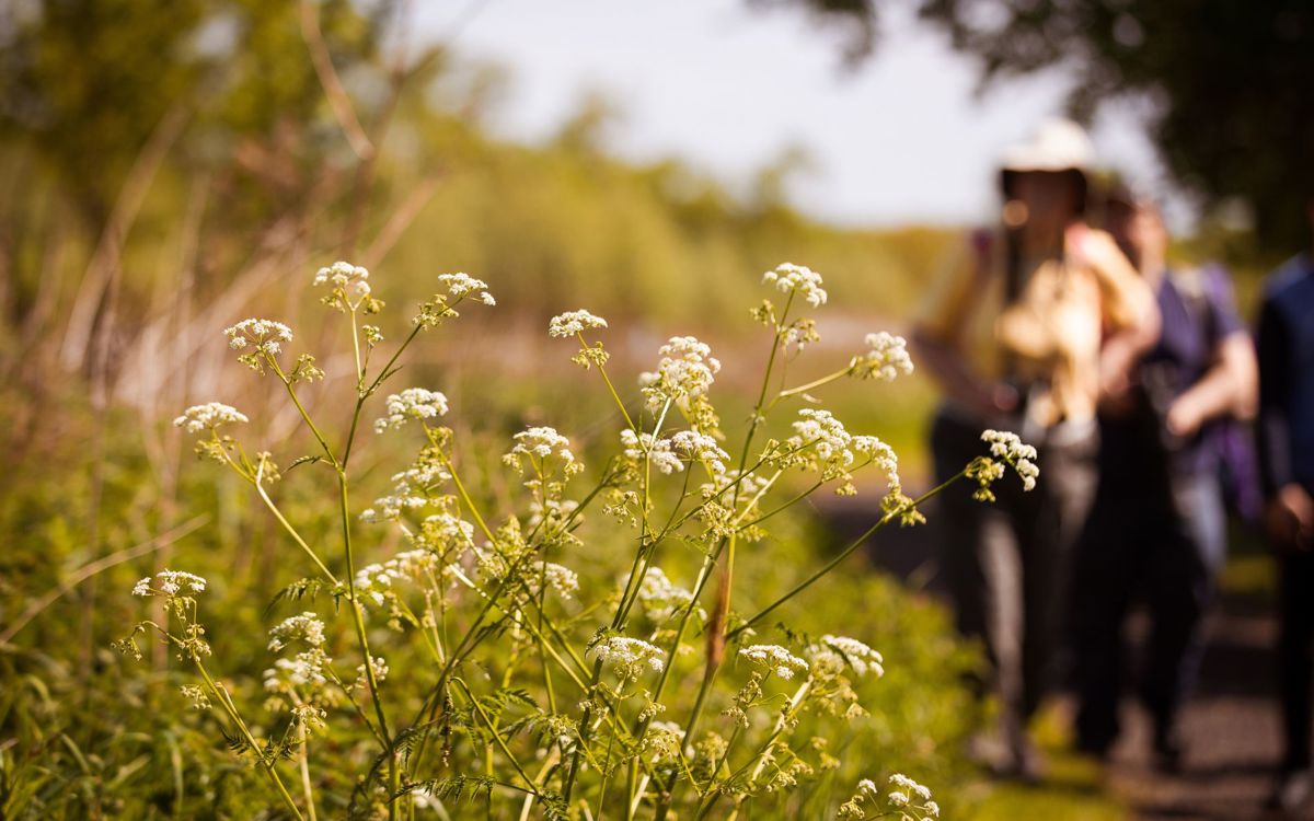People walking blurred behind flowers