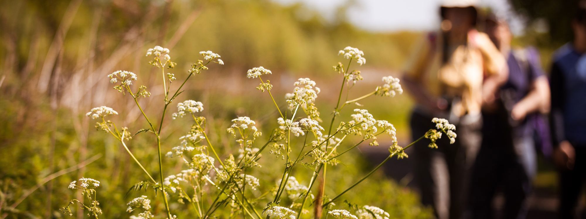 People walking blurred behind flowers