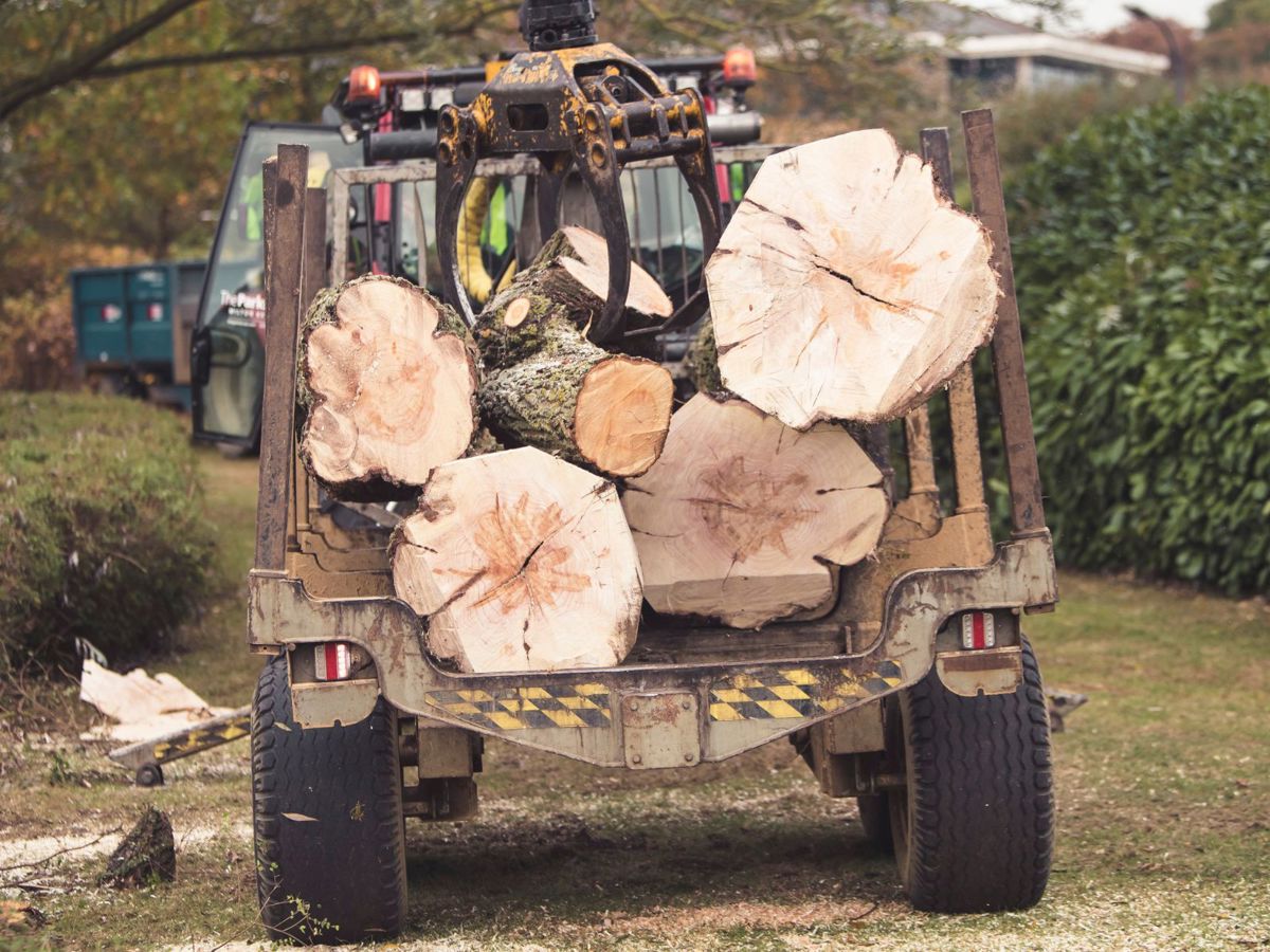 The Parks Trust team member cutting down willow tree
