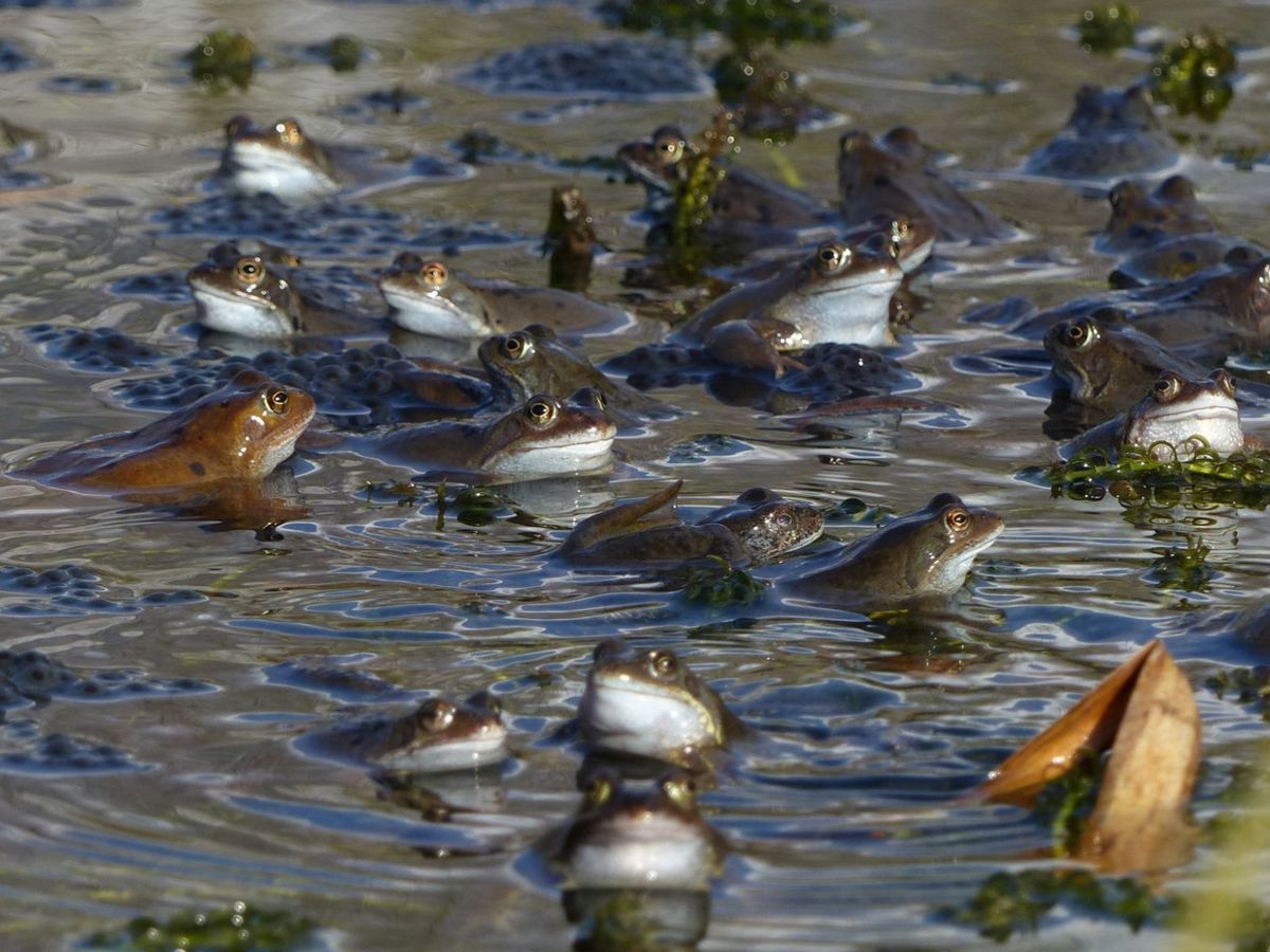 Frogs and toads in pond