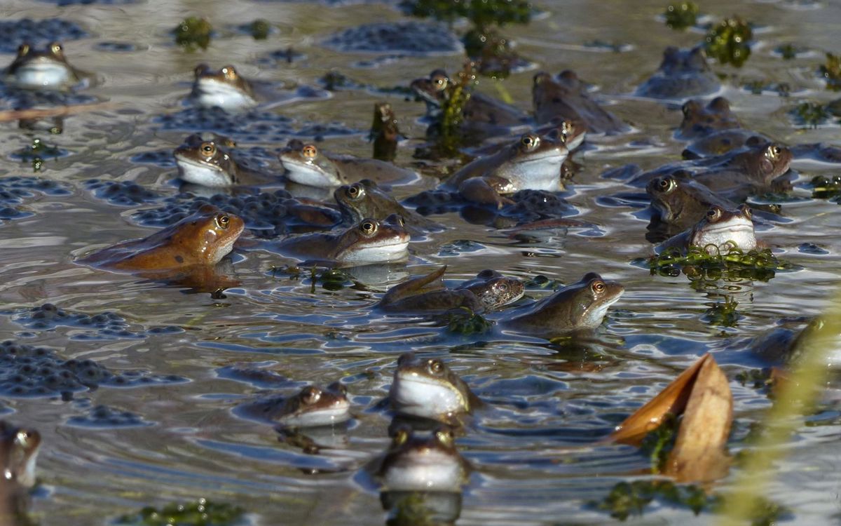 Frogs and toads in pond