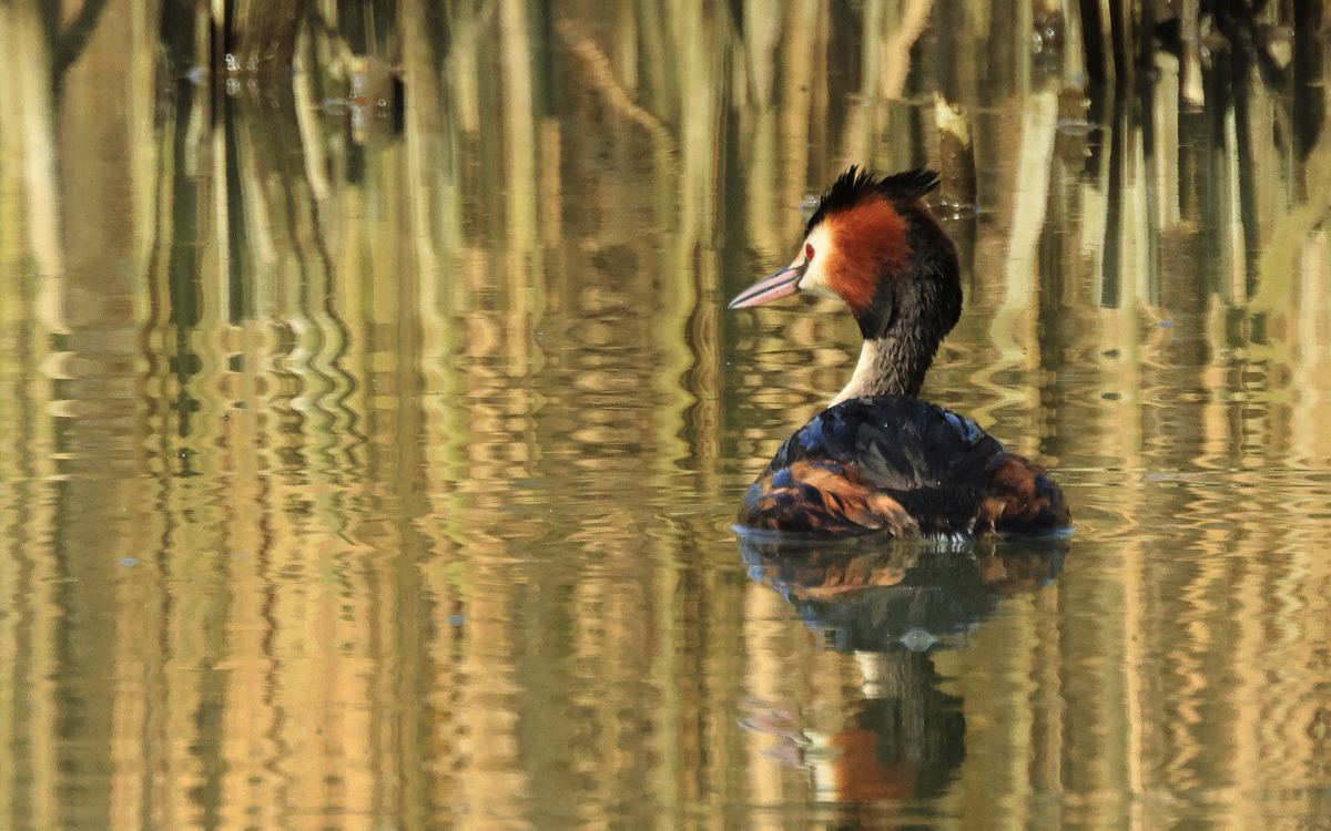 Great crested grebe in the water at Floodplain Forest Nature Reserve.