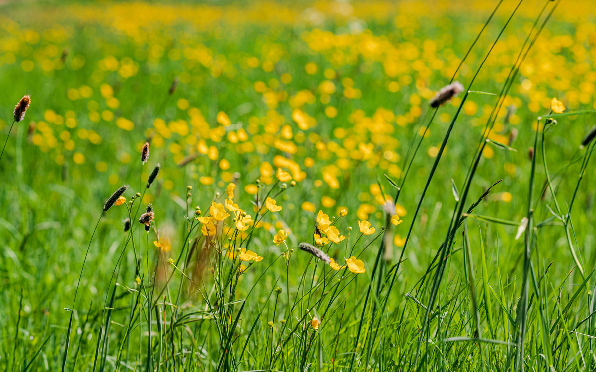 Wildflower meadow.