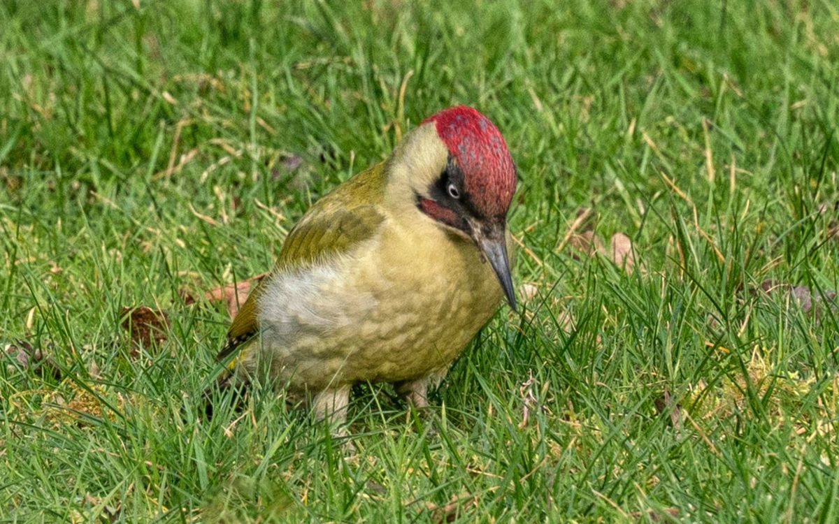 Woodpecker pecking the grass in Milton Keynes park