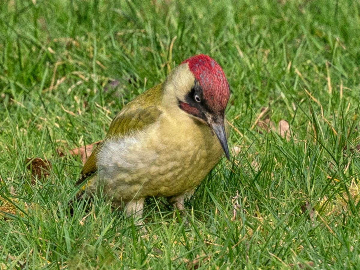 Woodpecker pecking the grass in Milton Keynes park