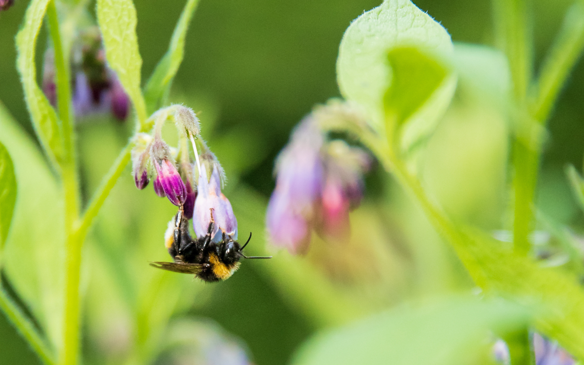 A white tailed bumblebee hangs upside down from a purple cumfrey flower 