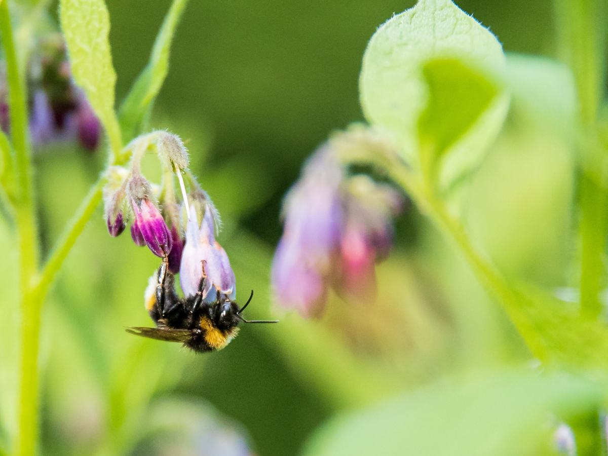 A white tailed bumblebee hangs upside down from a purple cumfrey flower 