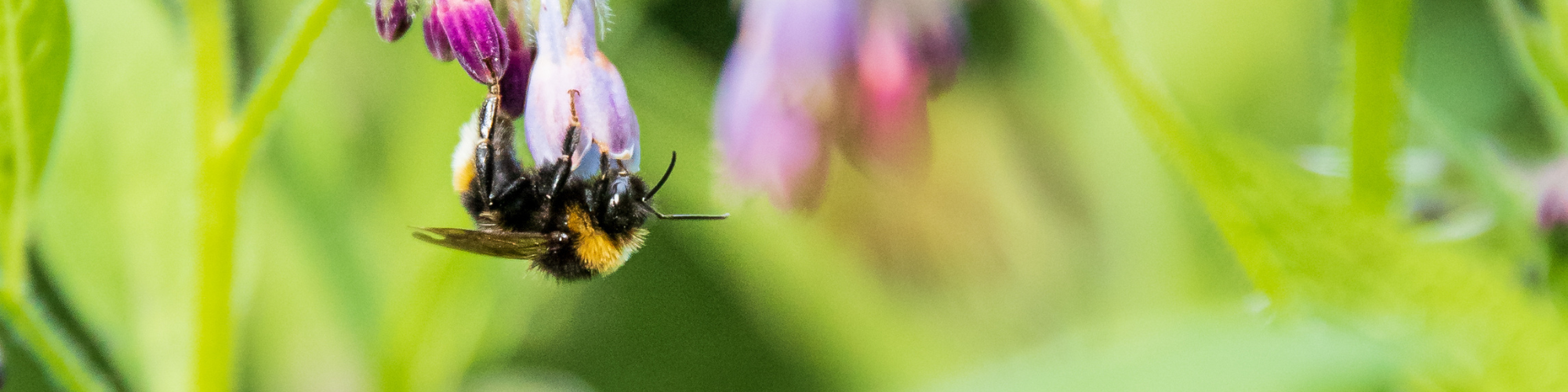 A white tailed bumblebee hangs upside down from a purple cumfrey flower