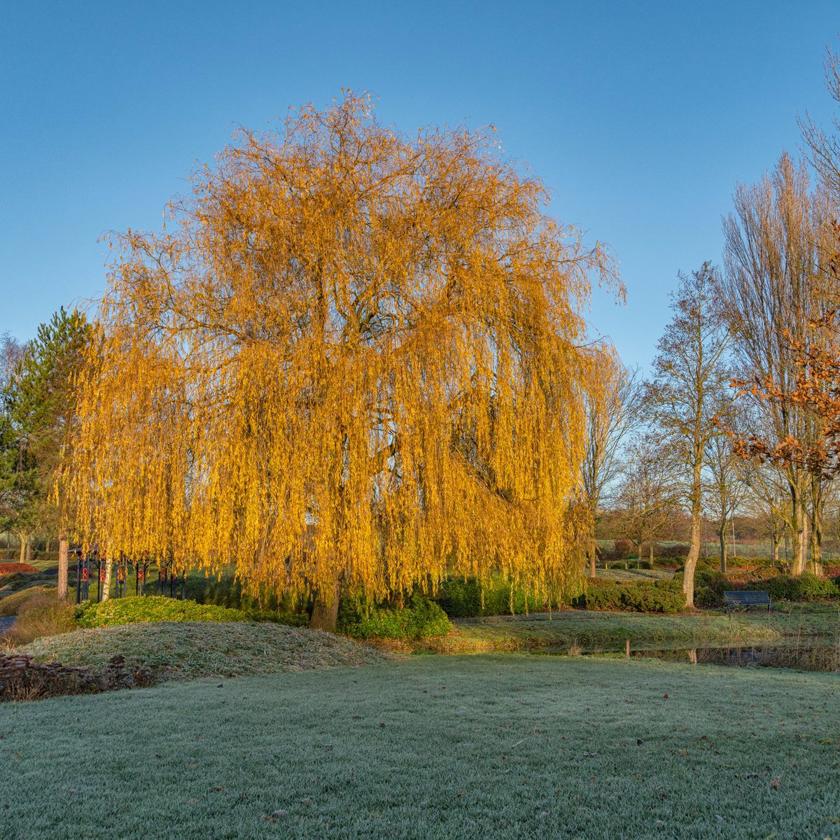 Trees in winter with frosty grass