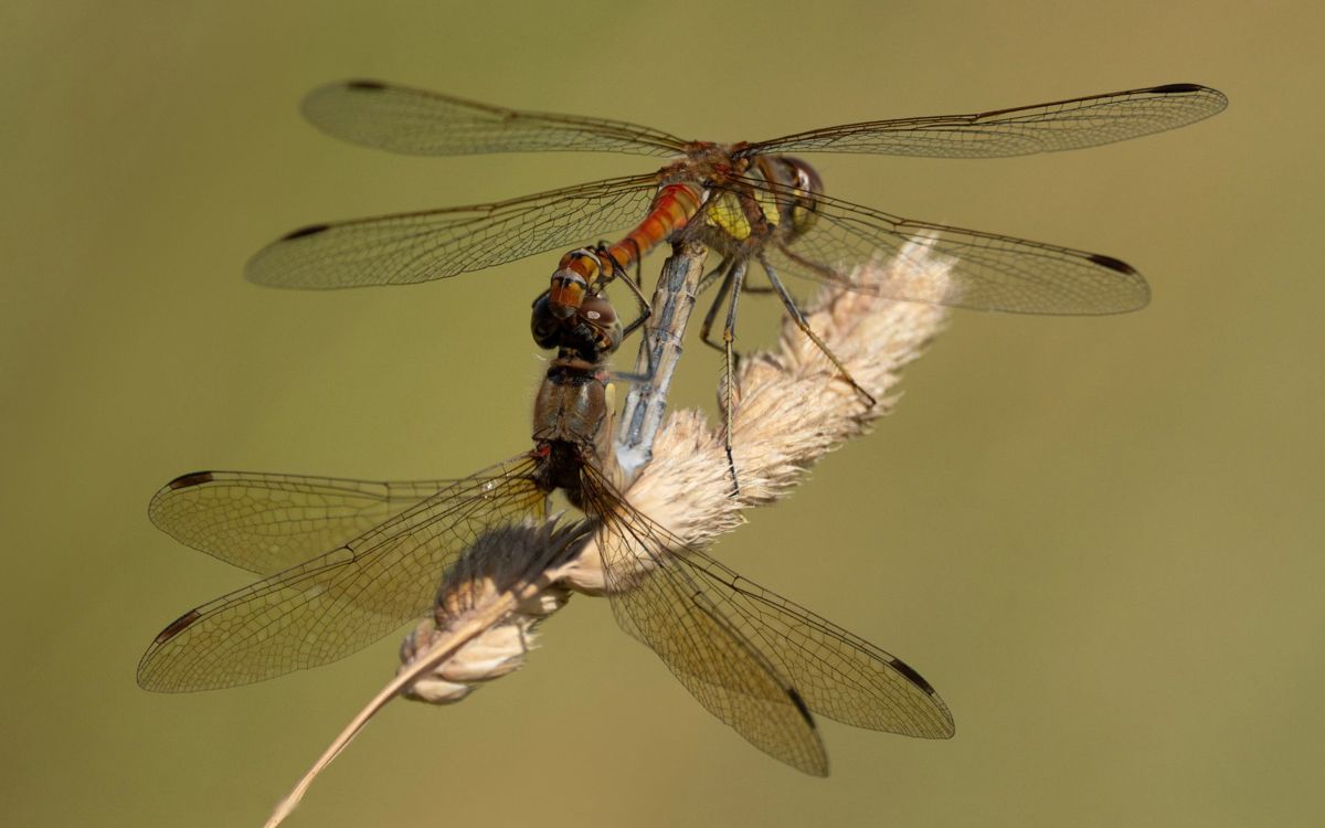 Dragonflies mating in the parks