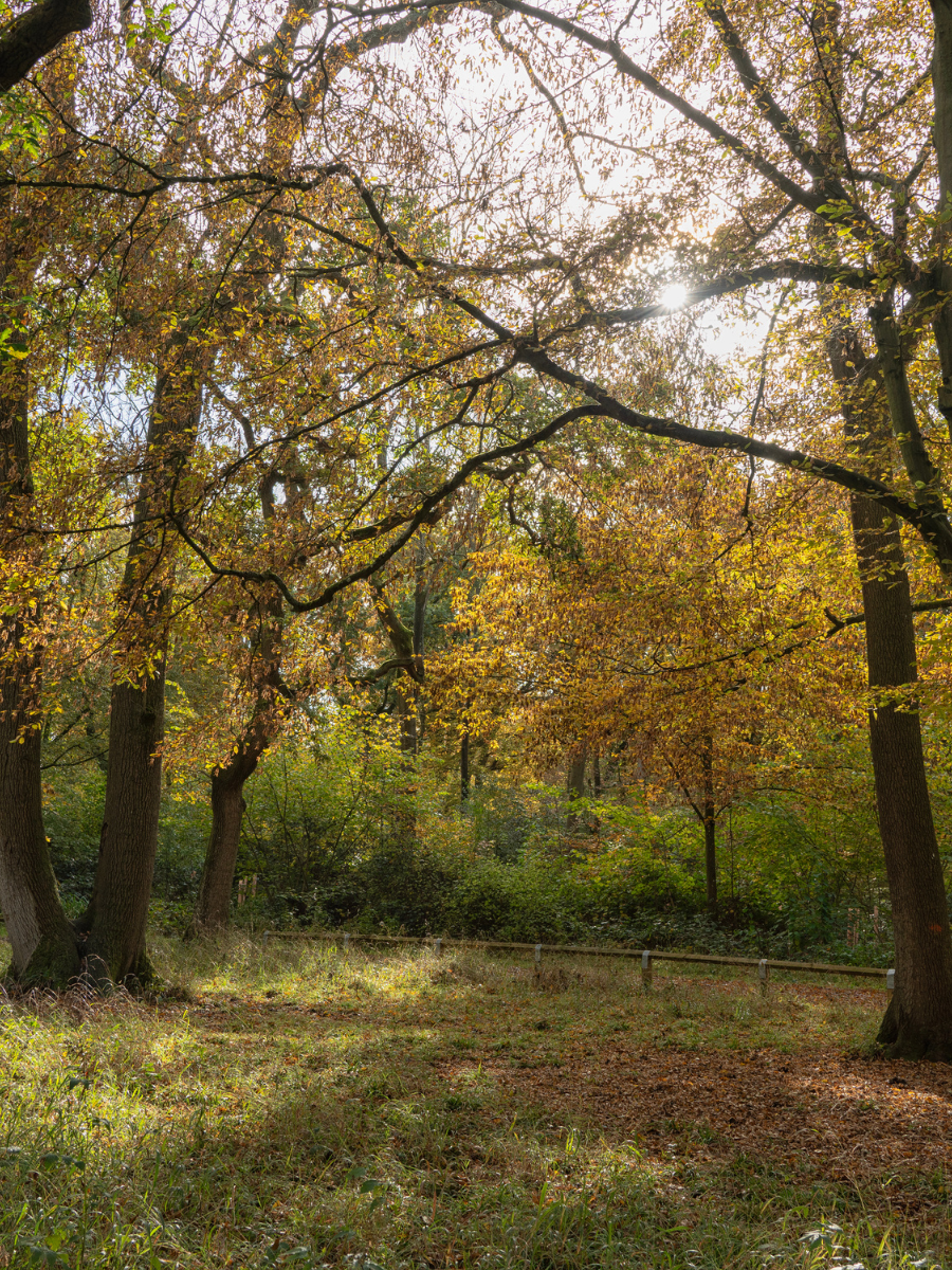 An autumnal view of trees with sunshine streaming through