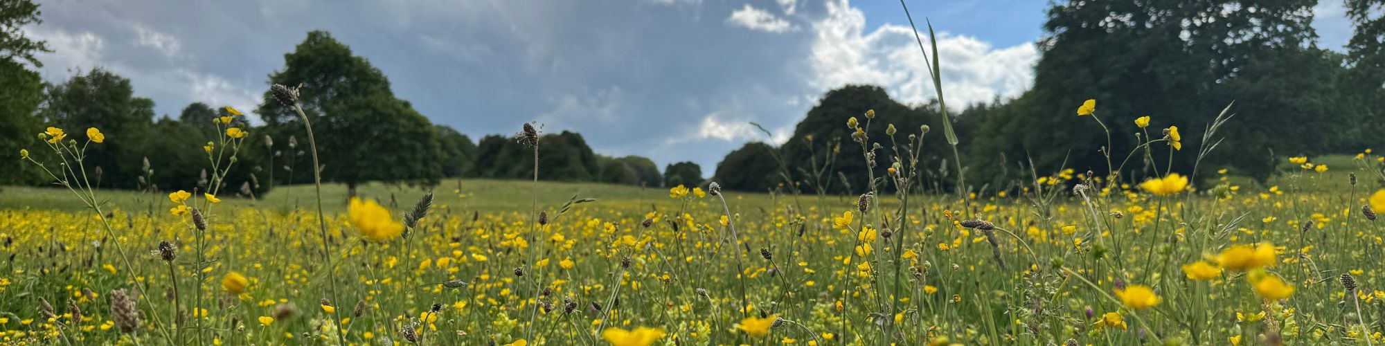 Wildflower meadow with blue skies