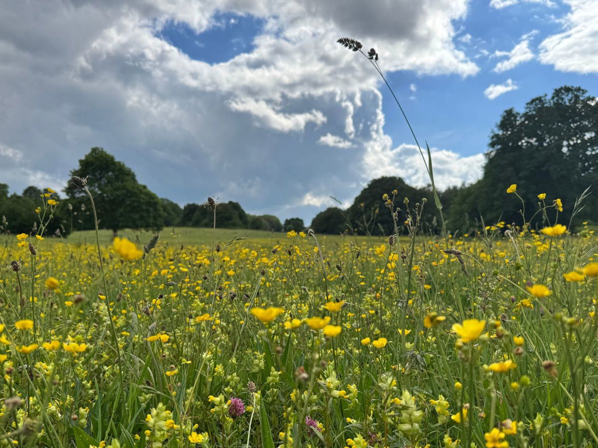 Wildflower meadow with blue skies