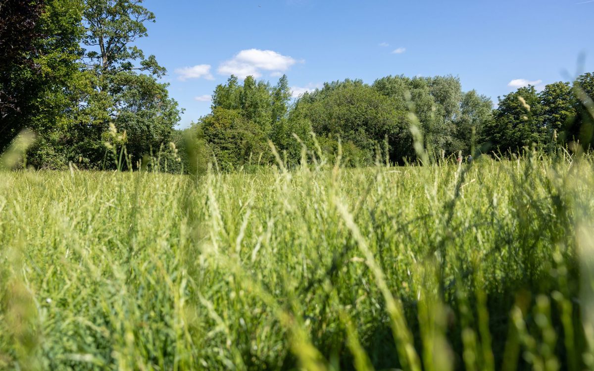 Close-up of grass in a field with trees in the background.
