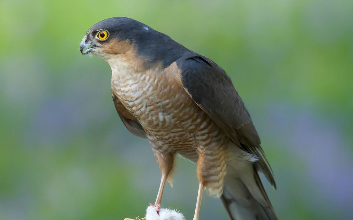 Raptors Examples Raptors | The Parks Trust