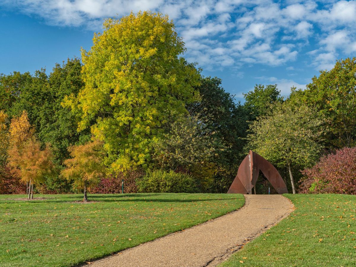 Tree Species Near Campbell Park With Head Sculpture