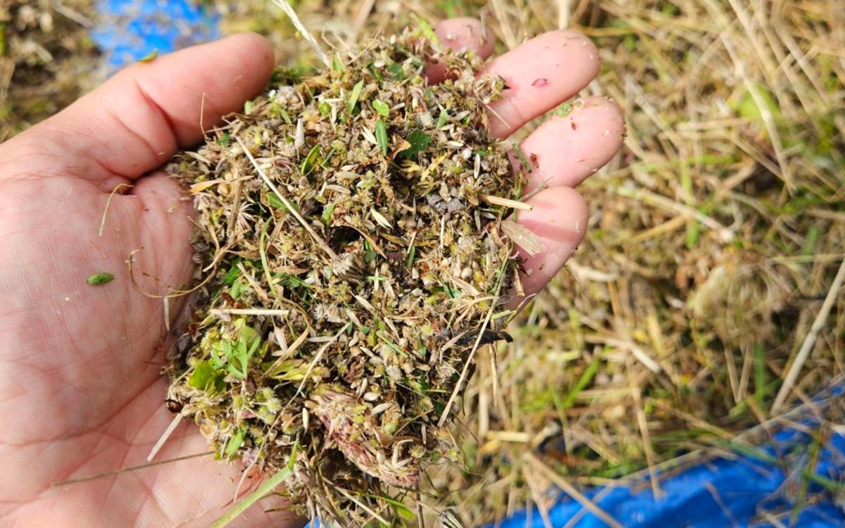 Hand holding wildflower seed