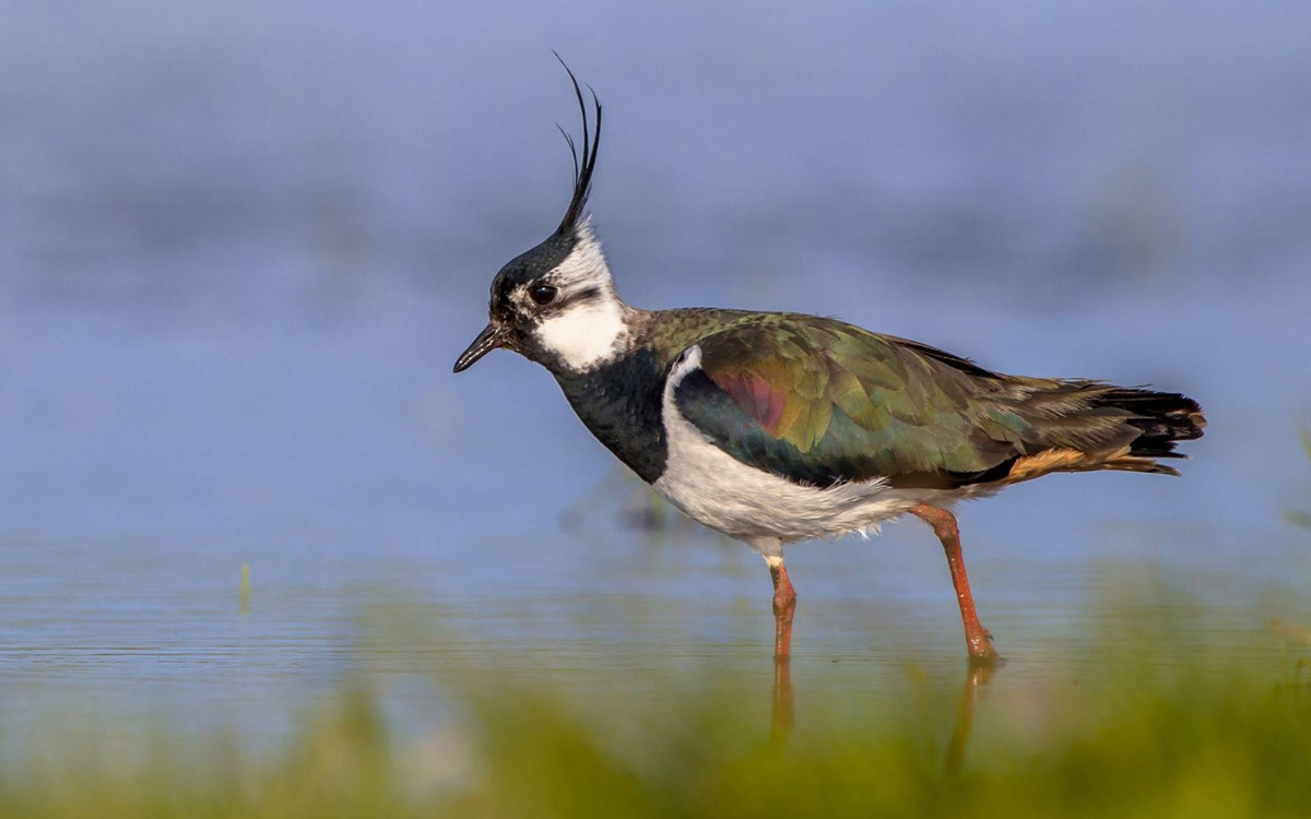 Lapwing 