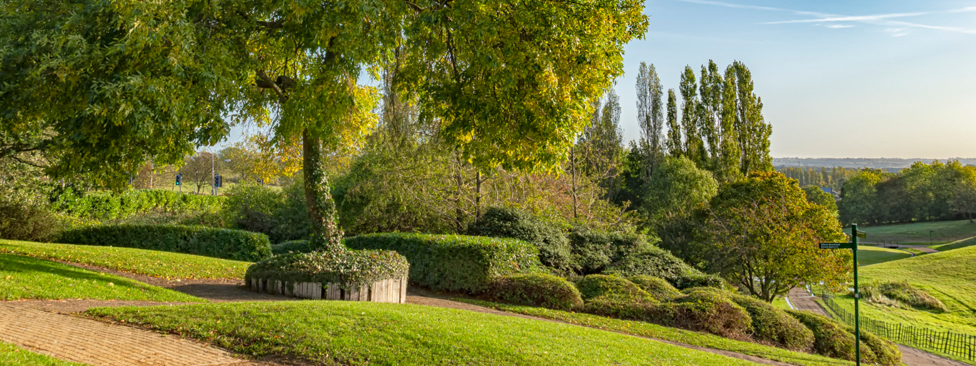Ash tree in Campbell Park